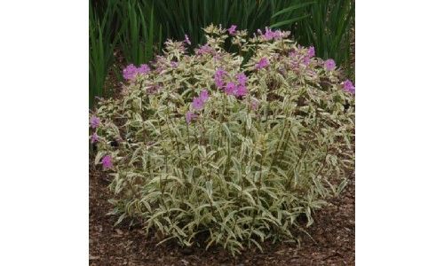 PHLOX glaberrima 'Triple Play' PP21329 - Full Flat of 21 Plants