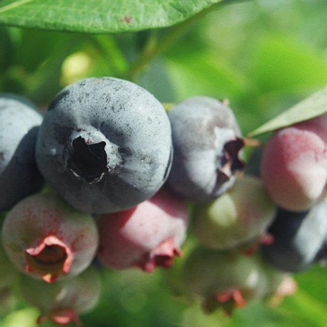 Premier Blueberry (1-inch containers)