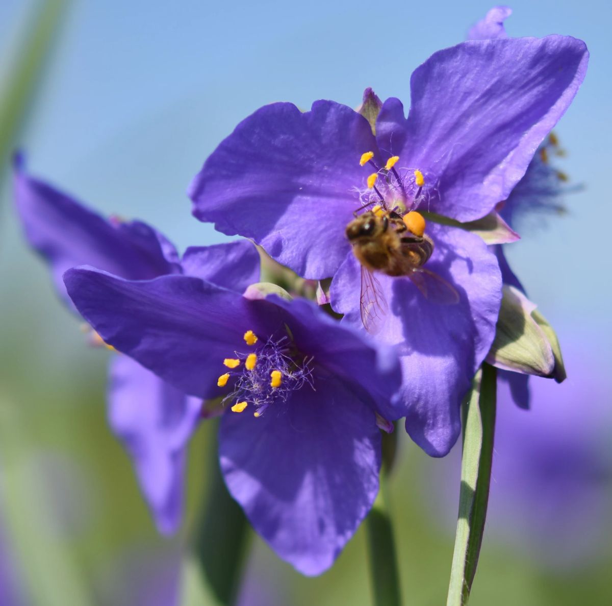 TRADESCANTIA OHIOENSIS (Ohio Spiderwort) (2-Inch Containers)