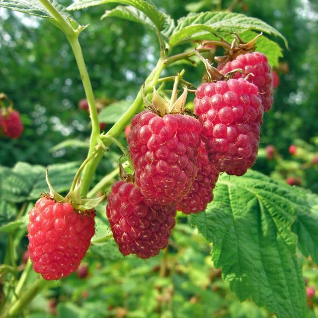 Heritage Raspberry (3.25-inch containers)