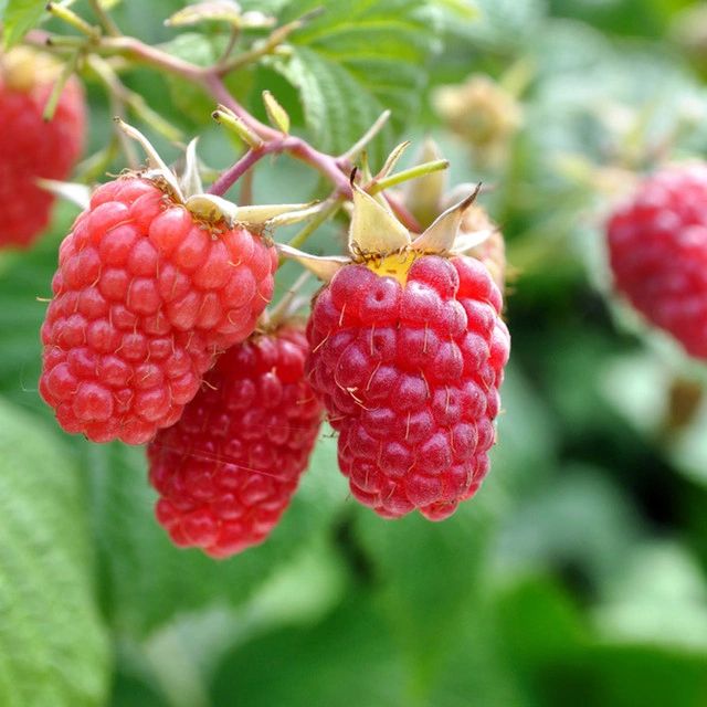 Jaclyn Raspberry (3.25-inch containers)
