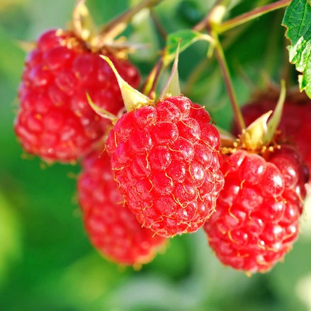 Murphy's Raspberry English Thornless Raspberry (3.25-inch containers)