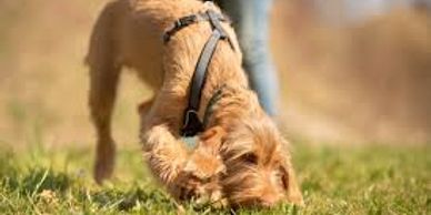 In this activity your dog uses it's nose to locate a tar