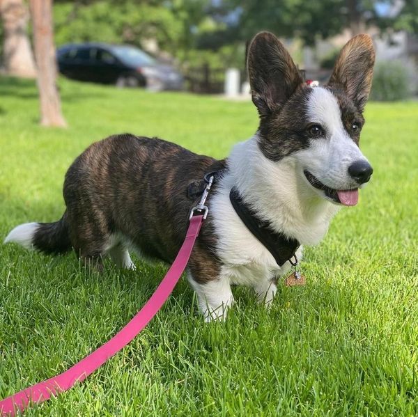 The Cardigan Welsh Corgi is one of two separate dog breeds
Temperament: Devoted, Intelligent, Affect