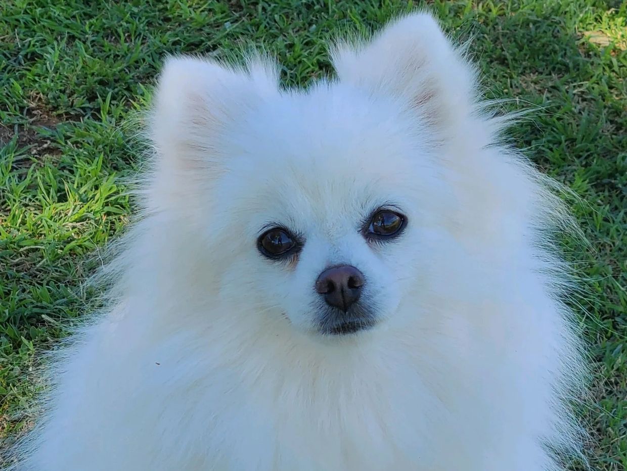 Glacial Pomeranians - White Pomeranian, Puppies for Sale, Ice White ...