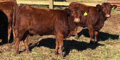 Irish Dexter Heifer Calves at Maloy Valley Farm