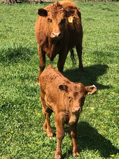 baby cows for sale in nc