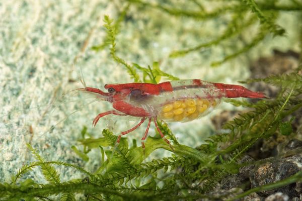 Pregnant Red Rili Freshwater Neocaridina Cherry Shrimp in an aquarium on Java Moss