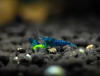 Blue Dream Freshwater Neocaridina Aquarium Shrimp on black substrate. Blue Shrimp. Cherry Shrimp. 