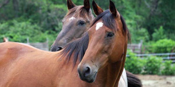 buddha and rasa at horse play rescue