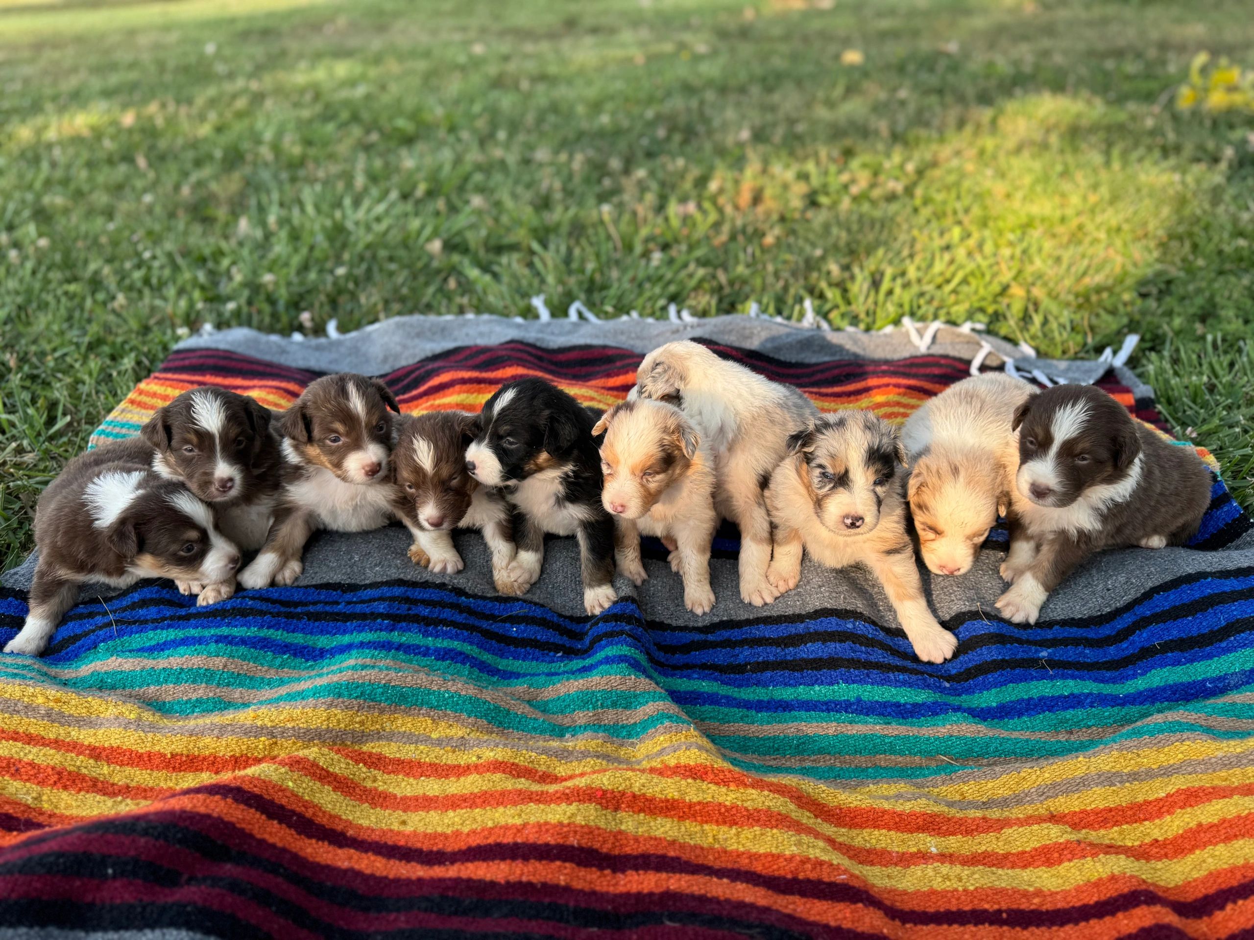 A row of adorable puppies on a colorful blanket outdoors.