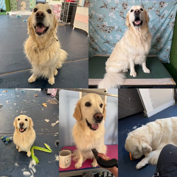 Happy golden retriever enjoying grooming and playtime indoors.