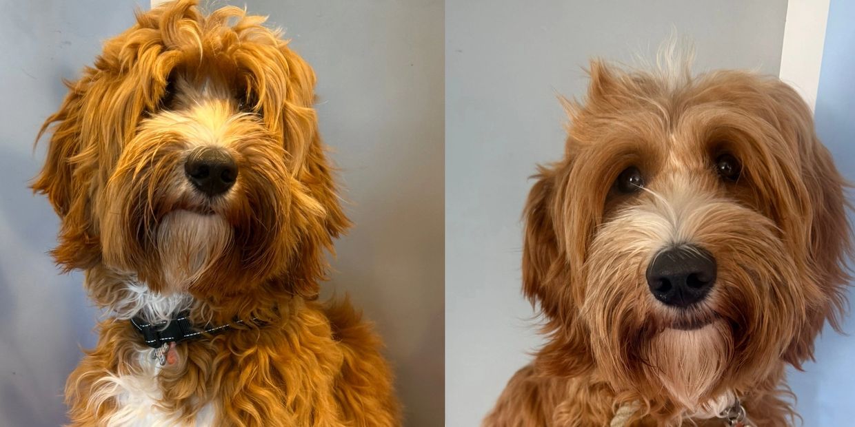 Two close-up images of a fluffy brown and white dog with a black nose.
