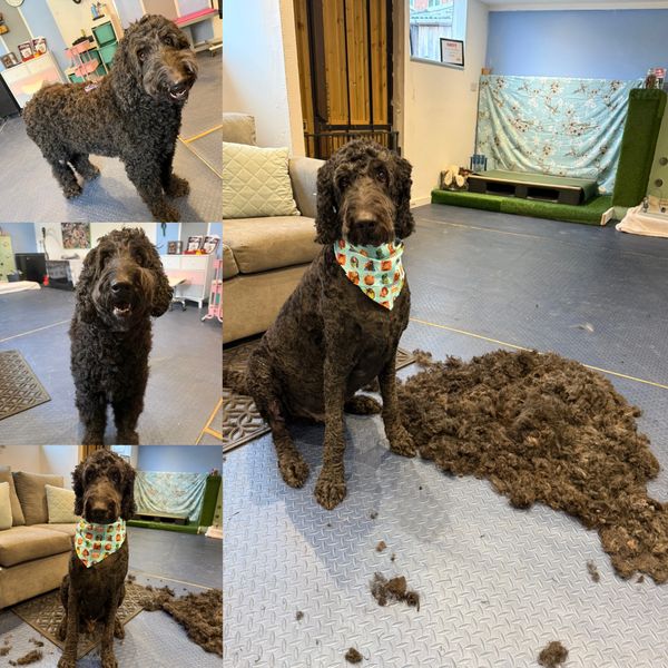 A dog before and after grooming, sitting next to a pile of its trimmed fur.