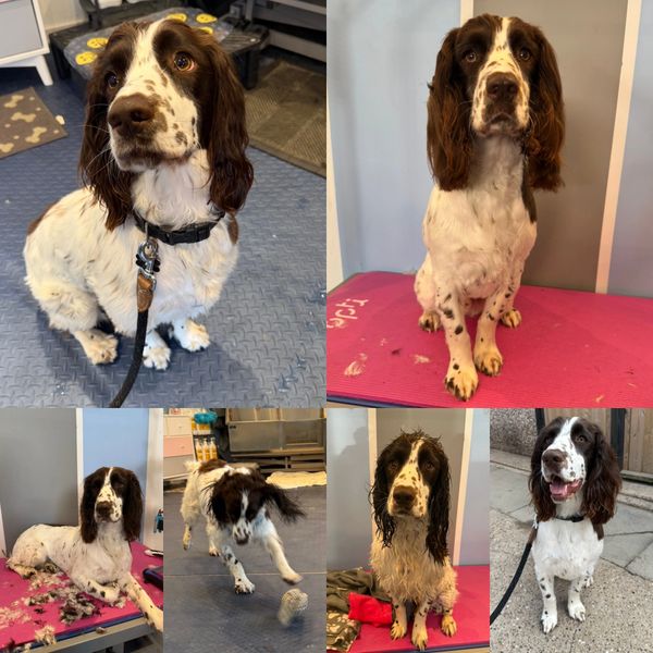 Collage of a brown and white Springer Spaniel in various poses and grooming stages.