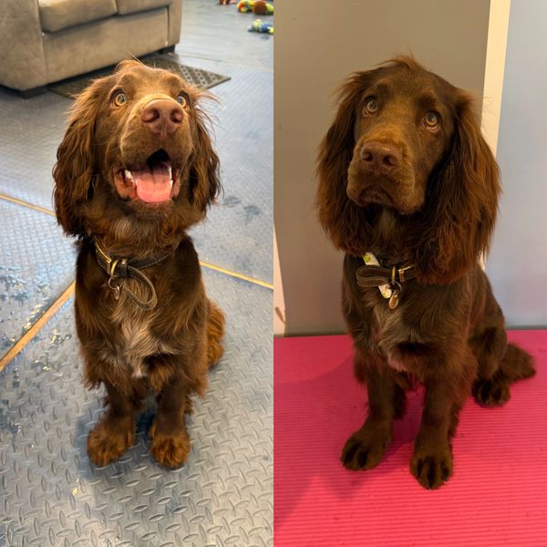 Two photos of a brown dog sitting attentively indoors.