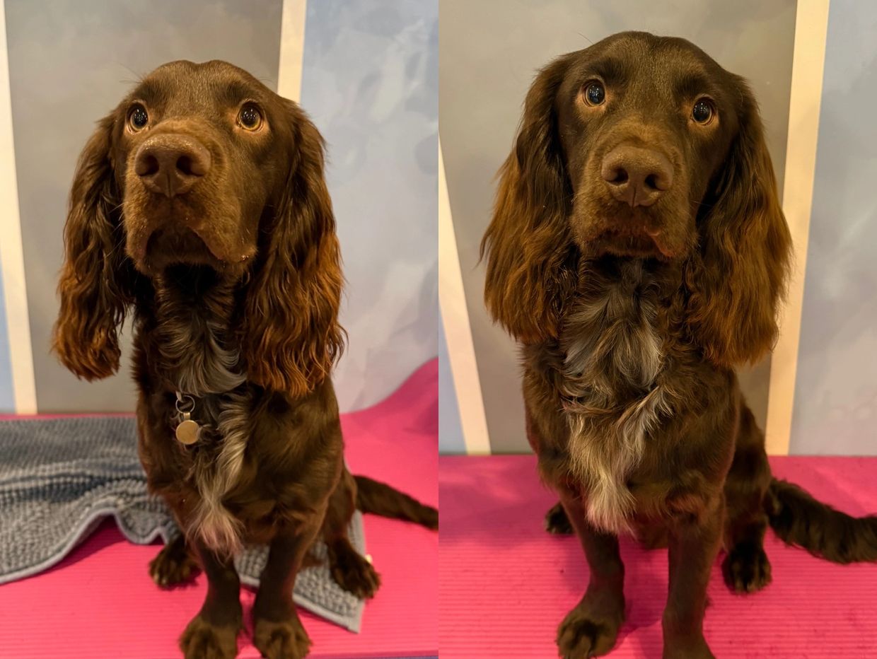Two images of a brown dog with wavy ears sitting on a pink mat.