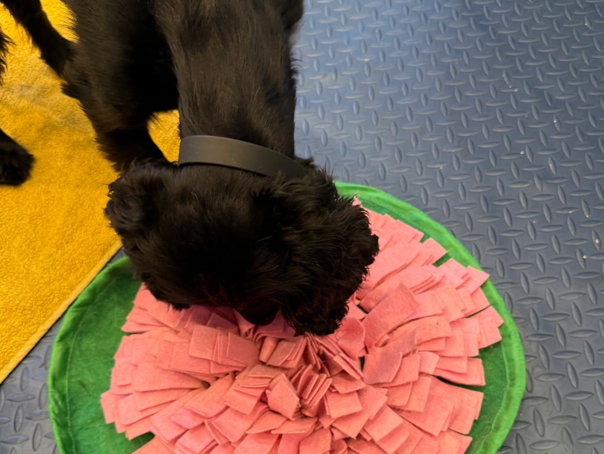 Dog with snuffle mat dog grooming laxton 