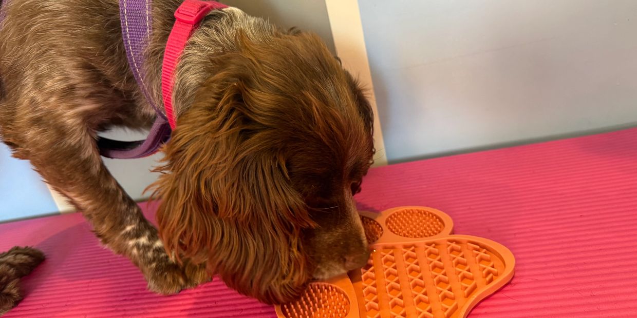 Dog sniffing an orange treat puzzle on a pink mat.