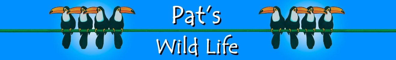 Pat's wildlife