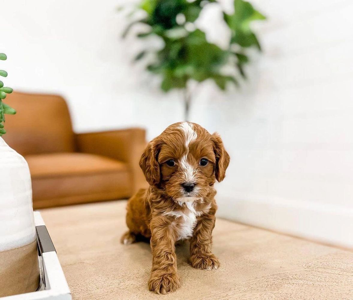 Cavapoo Puppies For Sale