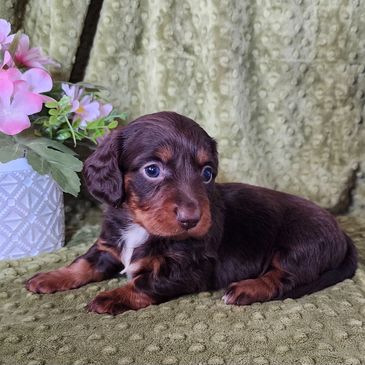 Amazing dachshund puppy for sale and adoption nearby