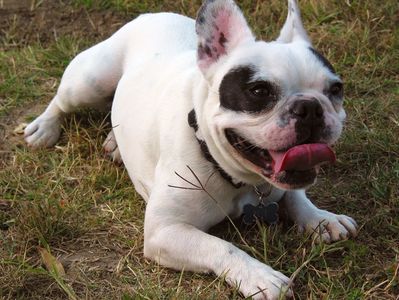 French Bulldog Frenchie Dog training Puppy training