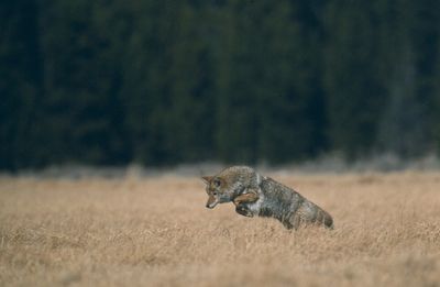 Coyote (Canis latrans) pouncing. Photo by National Park Service.