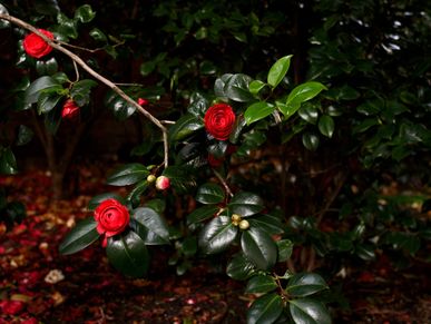 Branch with vibrant red camellia flowers and dark green leaves.