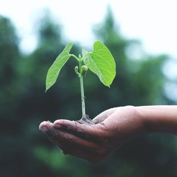 Mariage Rituel de planter un arbre