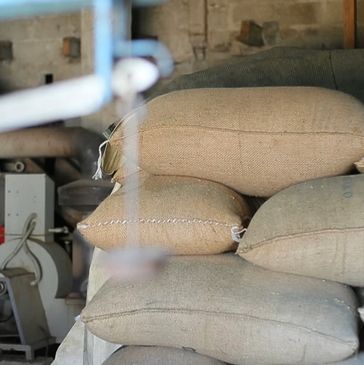 Green coffee supplier, direct trade, coffee farm, Mexico