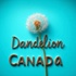 Dandelion Canada