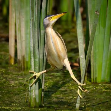 Where to Watch Birds in Barcelona: Top Spots for Bird Lovers