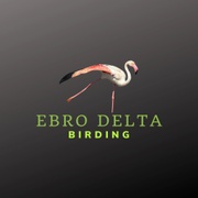 Ebro Delta Birding