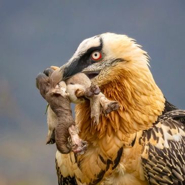 Where to Watch Birds in Barcelona: Top Spots for Bird Lovers