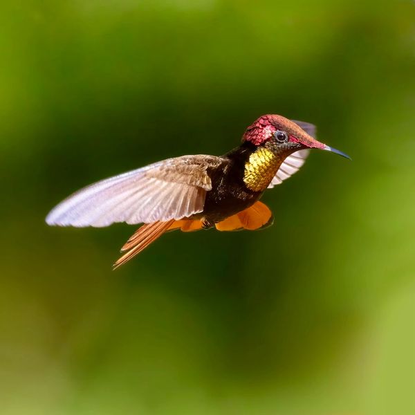 Ruby Topaz Hummingbird from a birding tour of Trinidad and Tobago