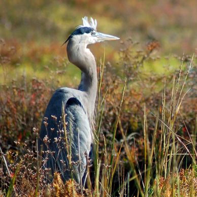 Great Blue heron at San Elijo Ecological Preserve Home  40 percent US migratory birds. Birdwatching