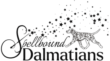 Spellbound Dalmatians and Airebound Airedales