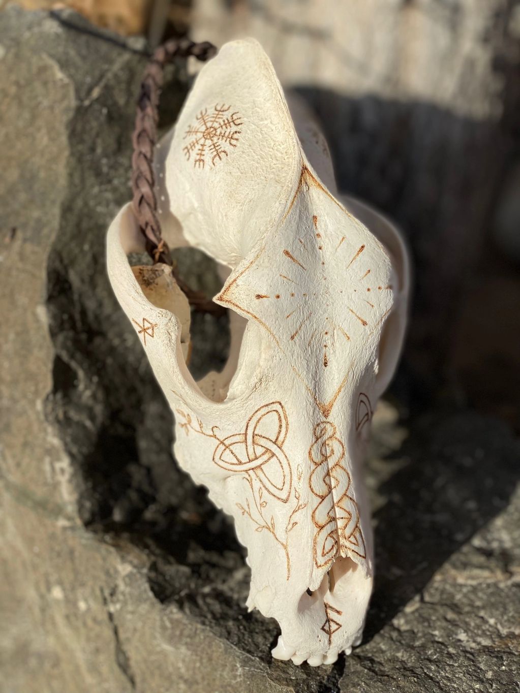 "Norse Sun" Coyote skull with pyrography designs