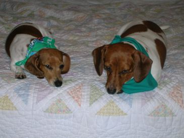 Two Dachshund dogs wearing green bandanas lying on a quilt.