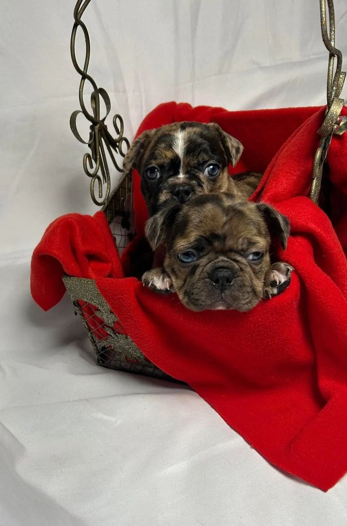 Two adorable puppies nestled in a red blanket inside a decorative basket.