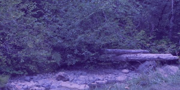 forest creek bed