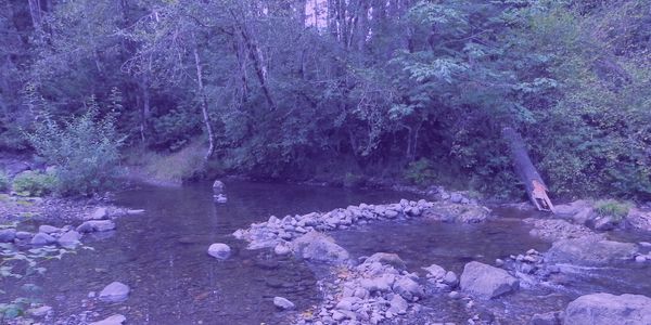 calm river pools with forest backdrop