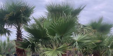 Nursery specializing in Cold Hardy Palms like this Washingtonian filifera palm!