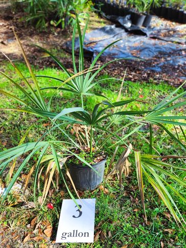 We have Sabal Minor palms in 3, 7 and 15 gallon pots.