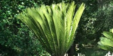Nursery specializing in Cold Hardy Palms like this Sago palm!