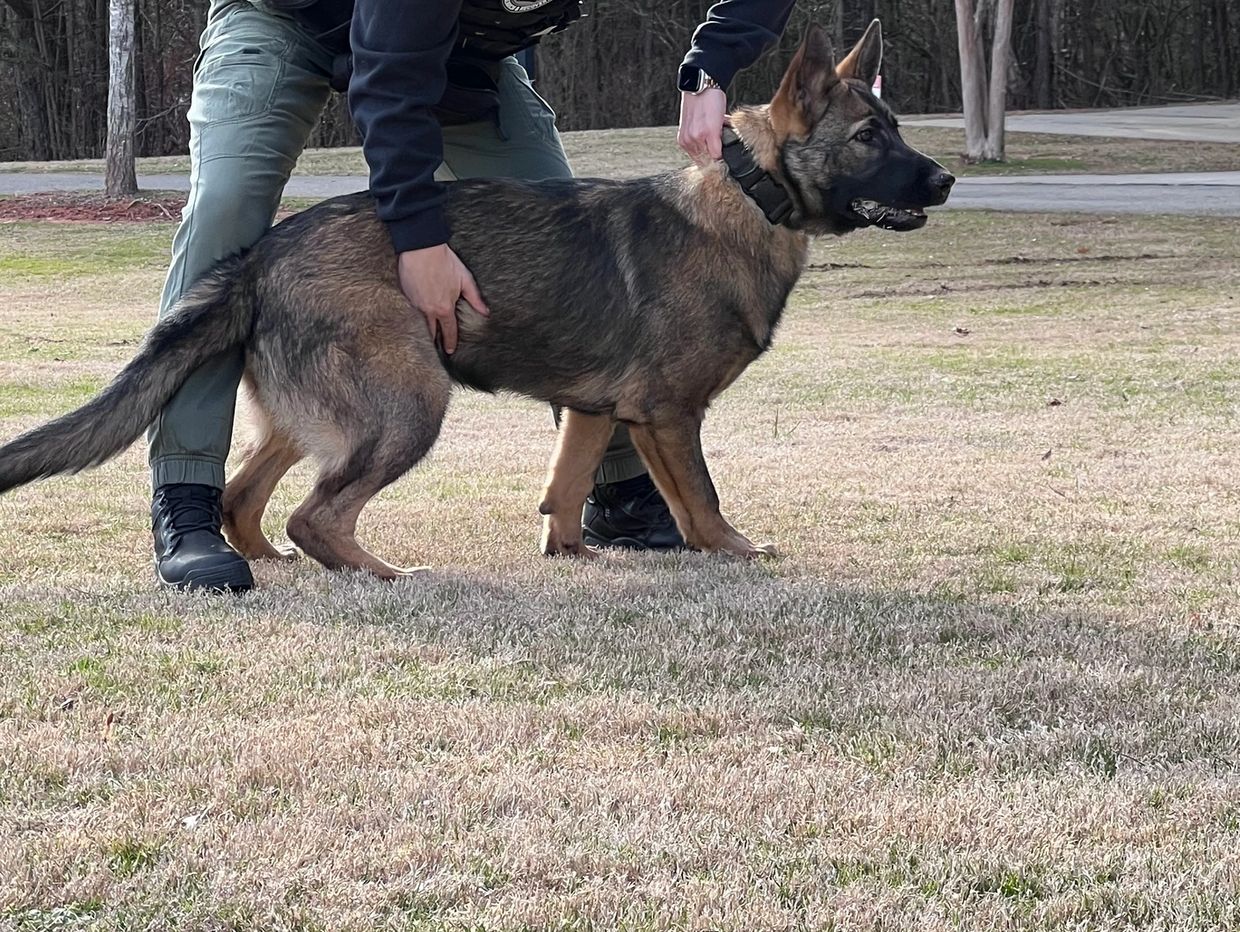 A person holding a German Shepherd dog in a standing position on grass.