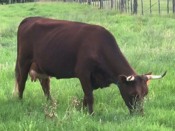 Arlene is our current milk cow. She produces over 32 pounds of milk per day. In terms of gallons, th