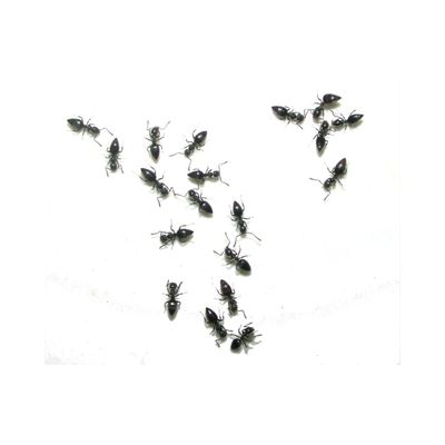 fourmis de pavé