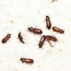 problèmes d'insectes de denrées